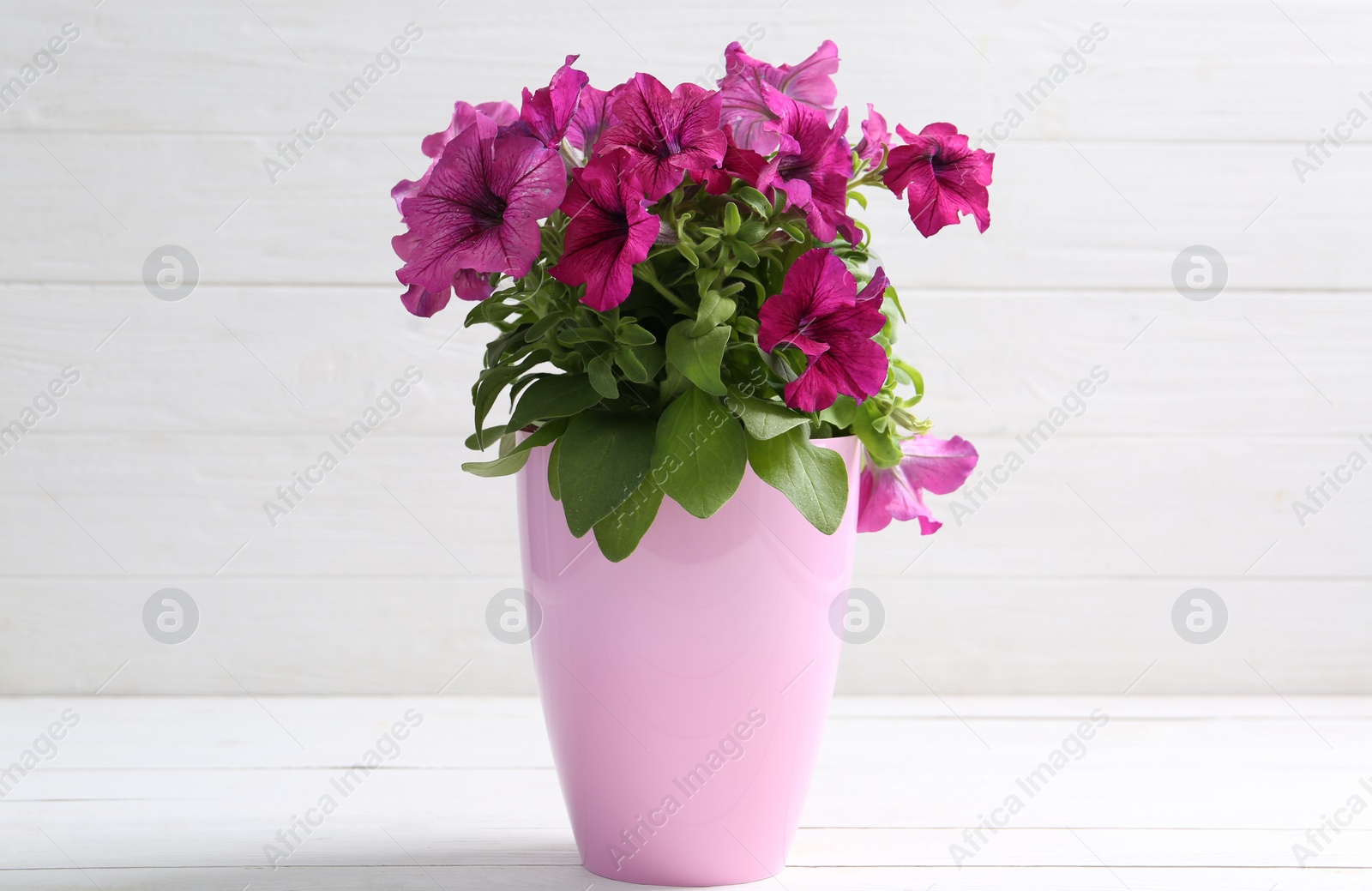 Photo of Beautiful pink petunia flowers in plant pot on white wooden table
