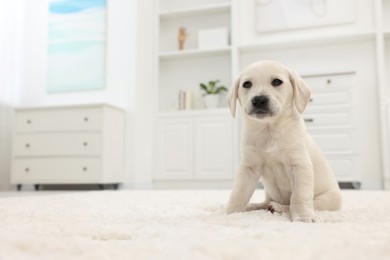 Photo of Cute little puppy on white carpet at home. Space for text