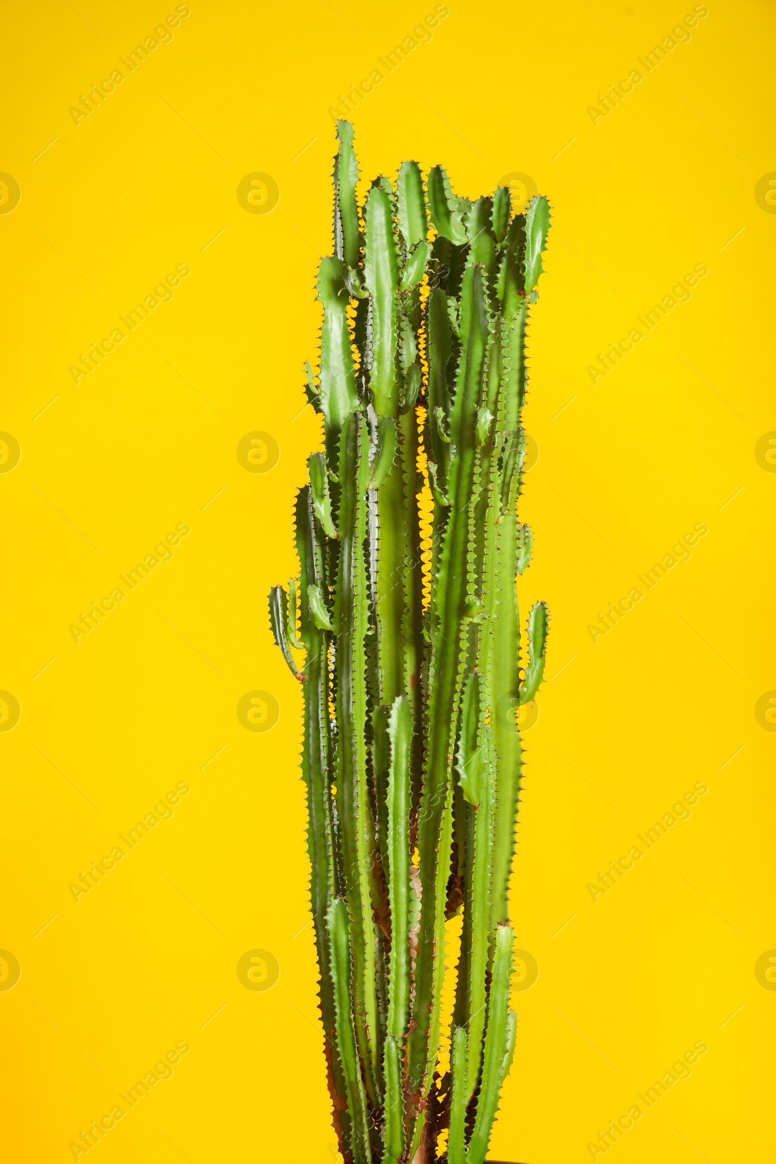 Photo of Beautiful cactus on yellow background. Tropical plant