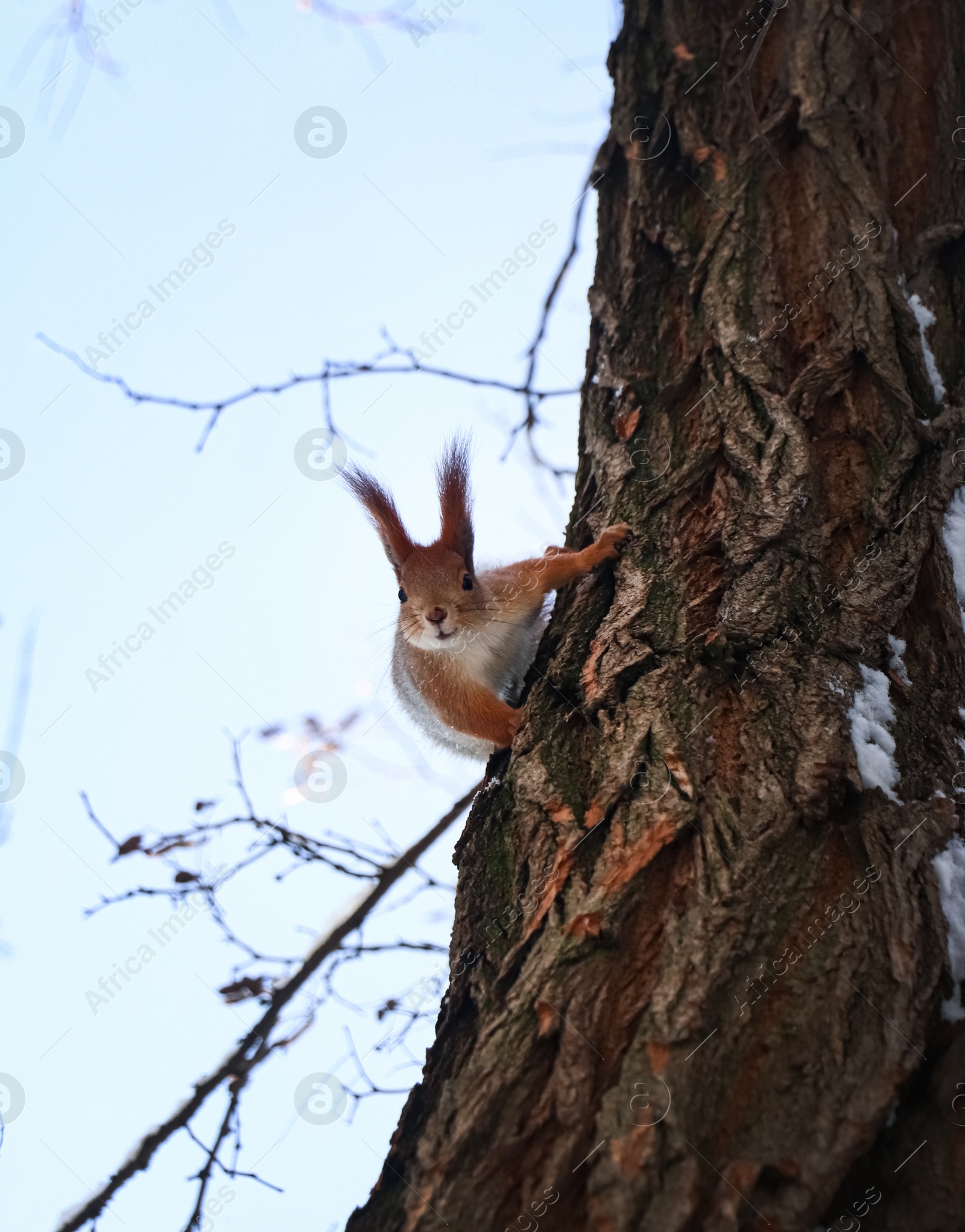 Photo of Cute squirrel on acacia tree in winter forest