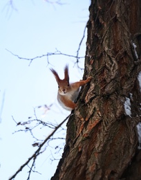 Photo of Cute squirrel on acacia tree in winter forest