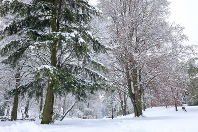 Trees covered with snow in winter park