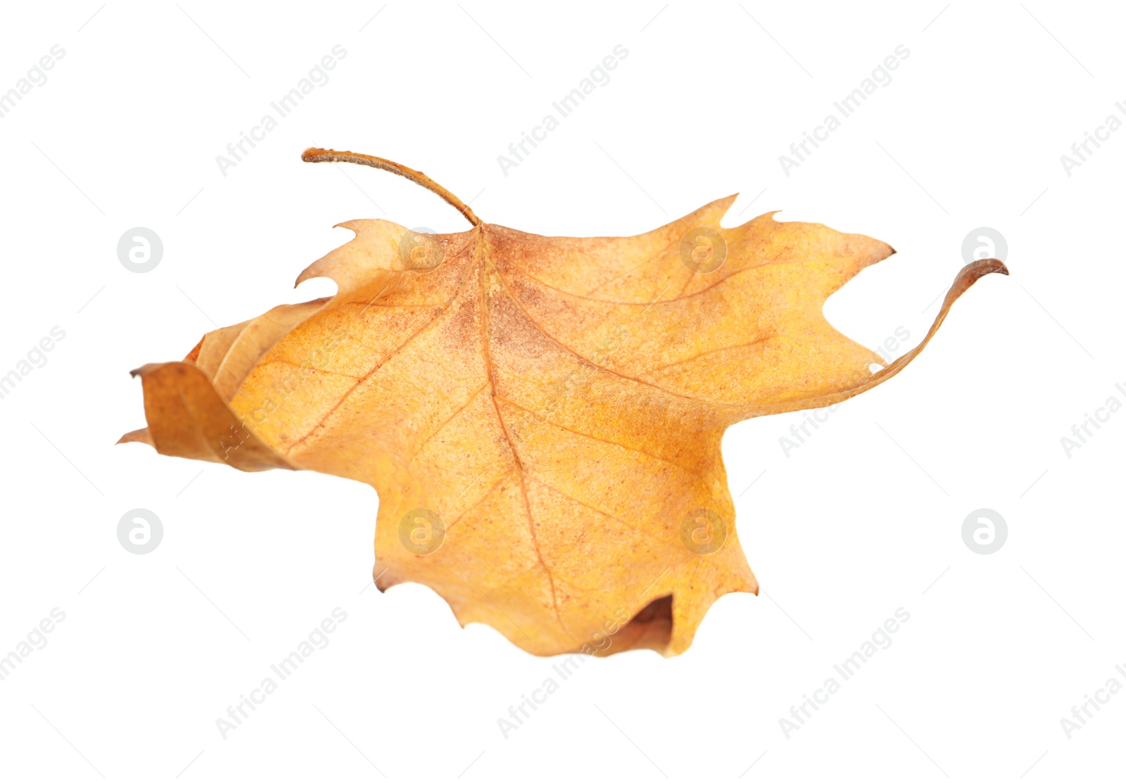 Photo of Beautiful autumn leaf on white background. Fall foliage