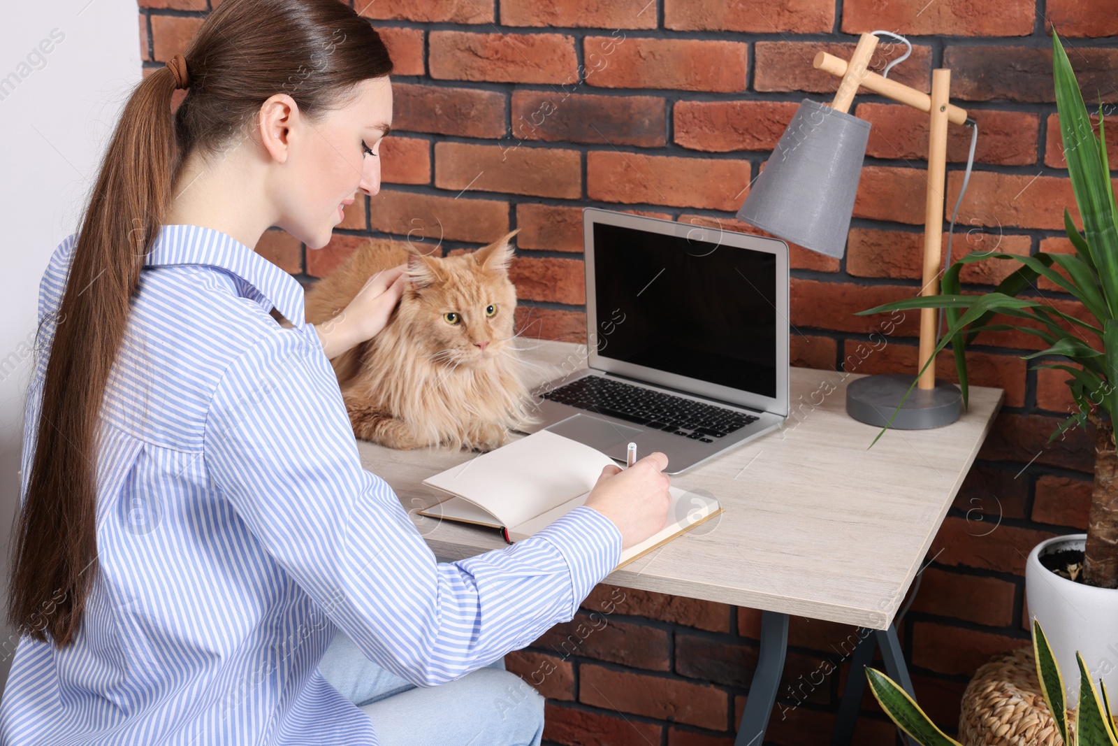 Photo of Woman with beautiful cat working at desk. Home office