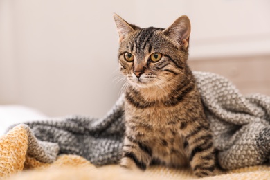 Photo of Cute tabby cat and knitted blanket at home. Lovely pet
