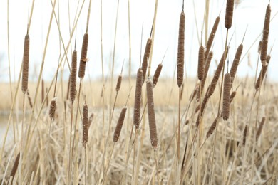 Photo of Many beautiful dry reeds in countryside, closeup