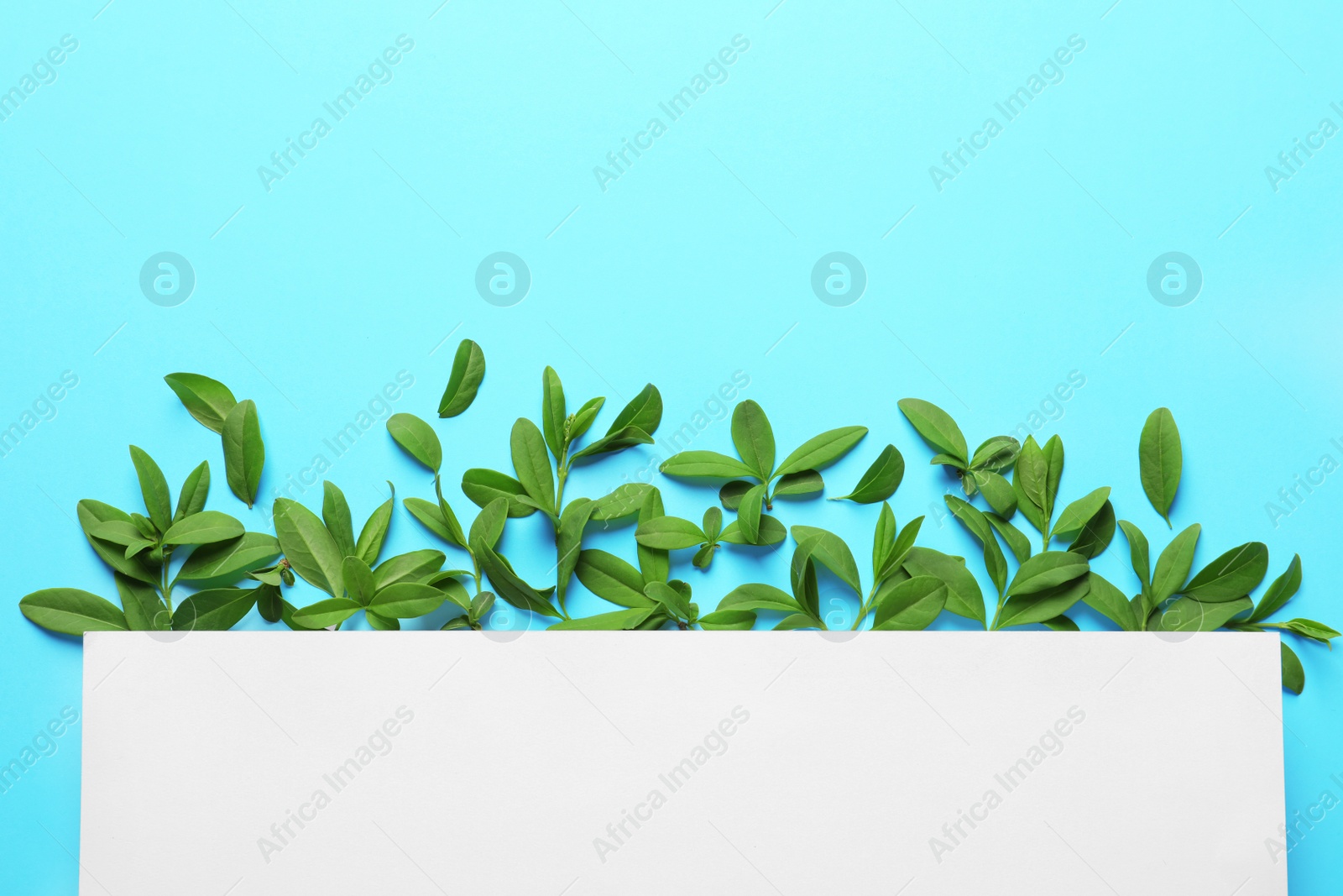 Photo of Blank card with green leaves on color background