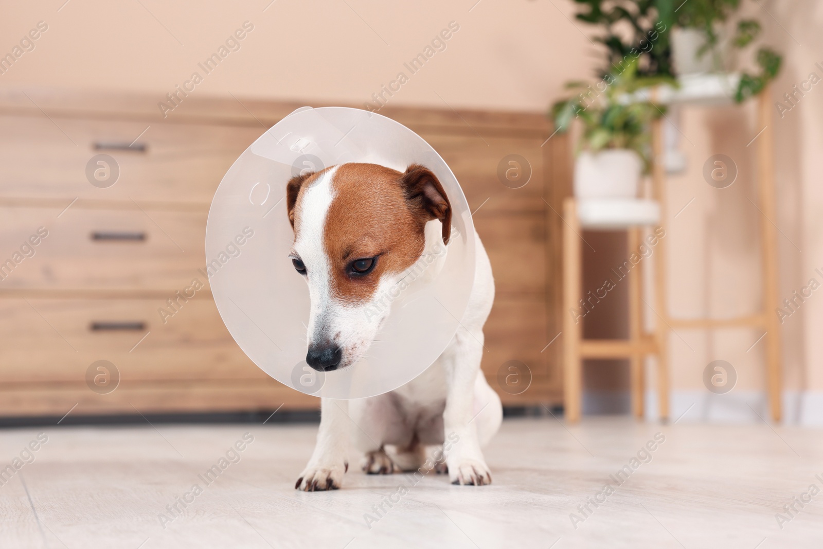 Photo of Cute Jack Russell Terrier dog wearing medical plastic collar on floor at home