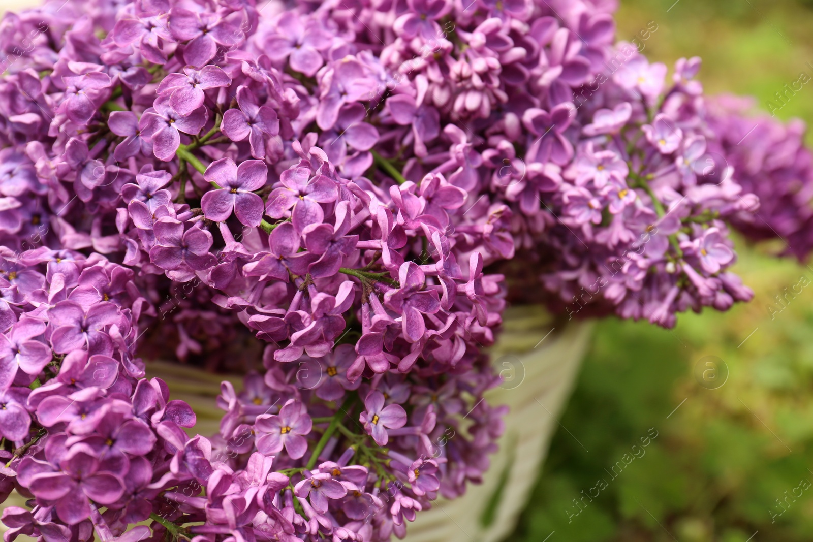 Photo of Beautiful lilac flowers in wicker basket outdoors, closeup