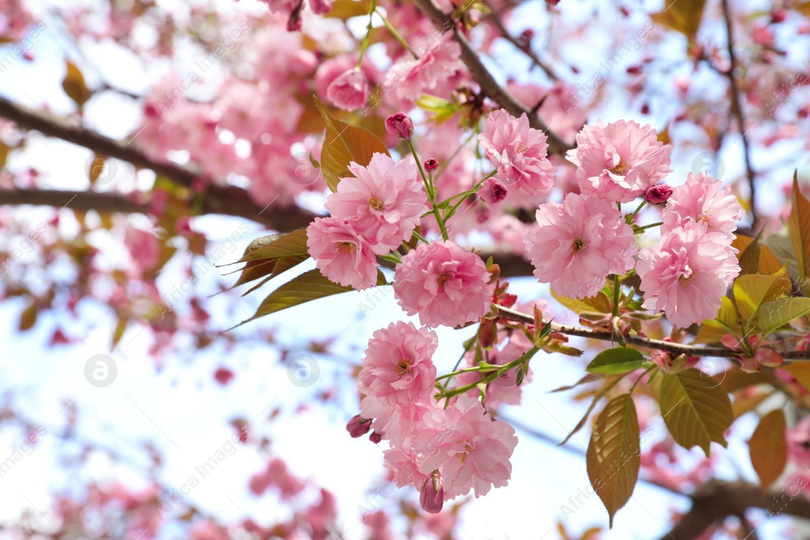 Photo of Closeup view of beautiful blossoming sakura tree outdoors on spring day