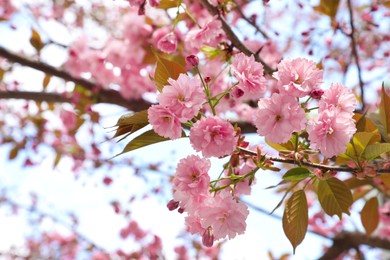 Closeup view of beautiful blossoming sakura tree outdoors on spring day