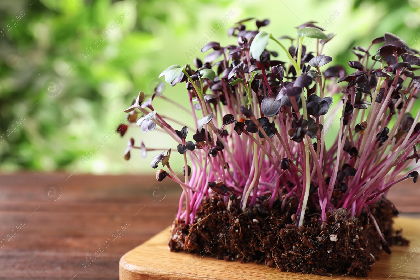 Photo of Fresh organic microgreen on wooden table, closeup. Space for text