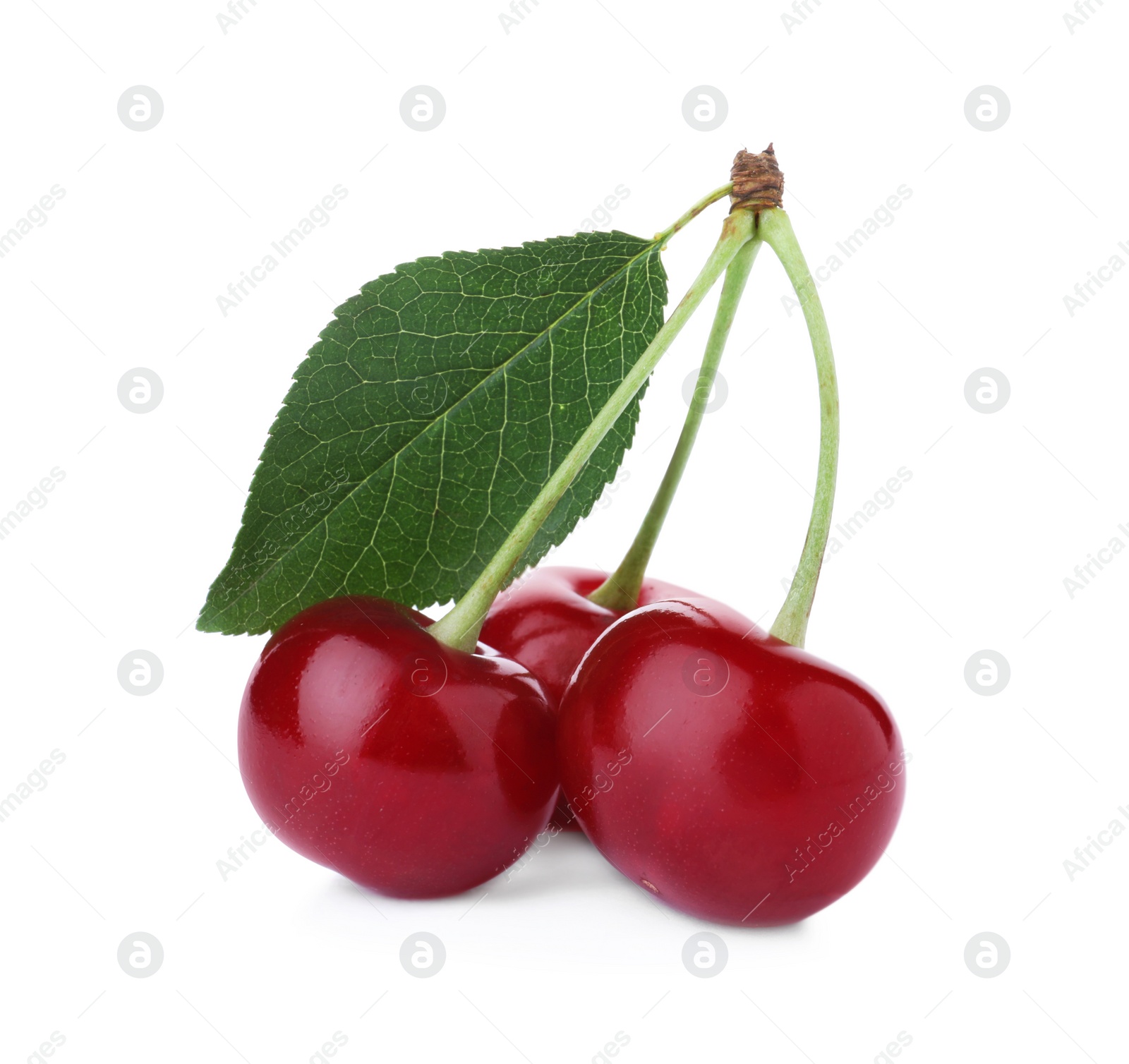 Photo of Sweet red cherries with leaf isolated on white