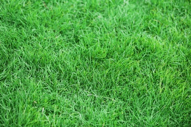 Green lawn with fresh grass as background, closeup