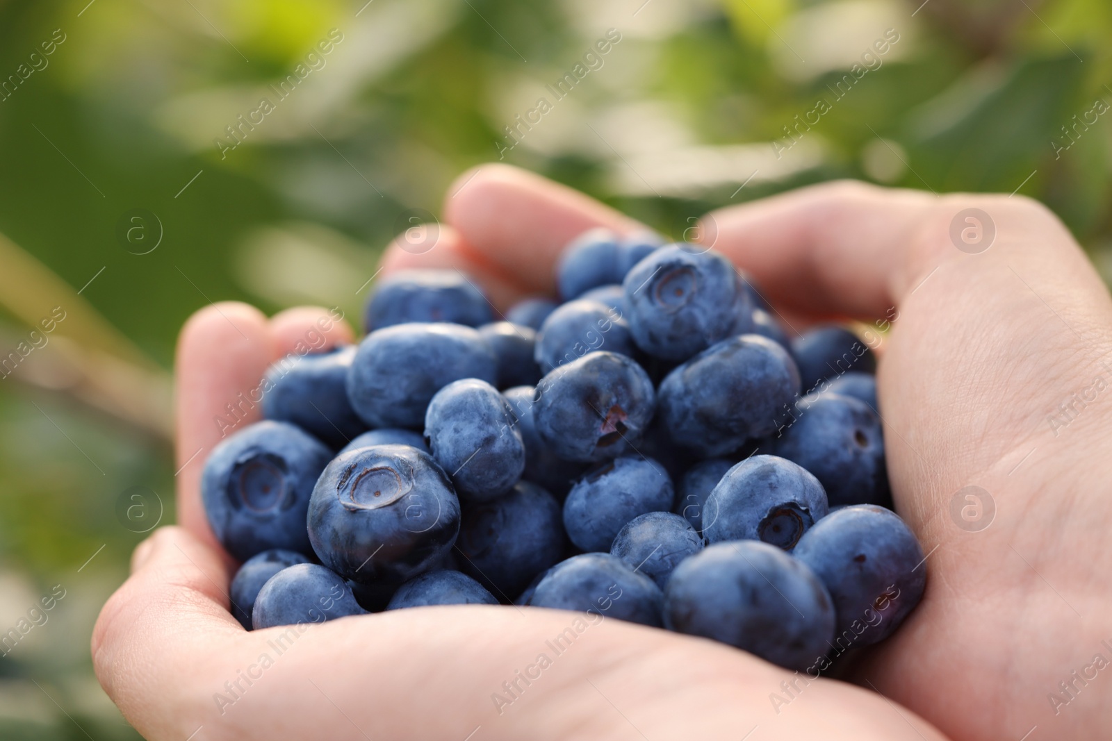 Photo of Woman holding heap of wild blueberries outdoors, closeup. Seasonal berries