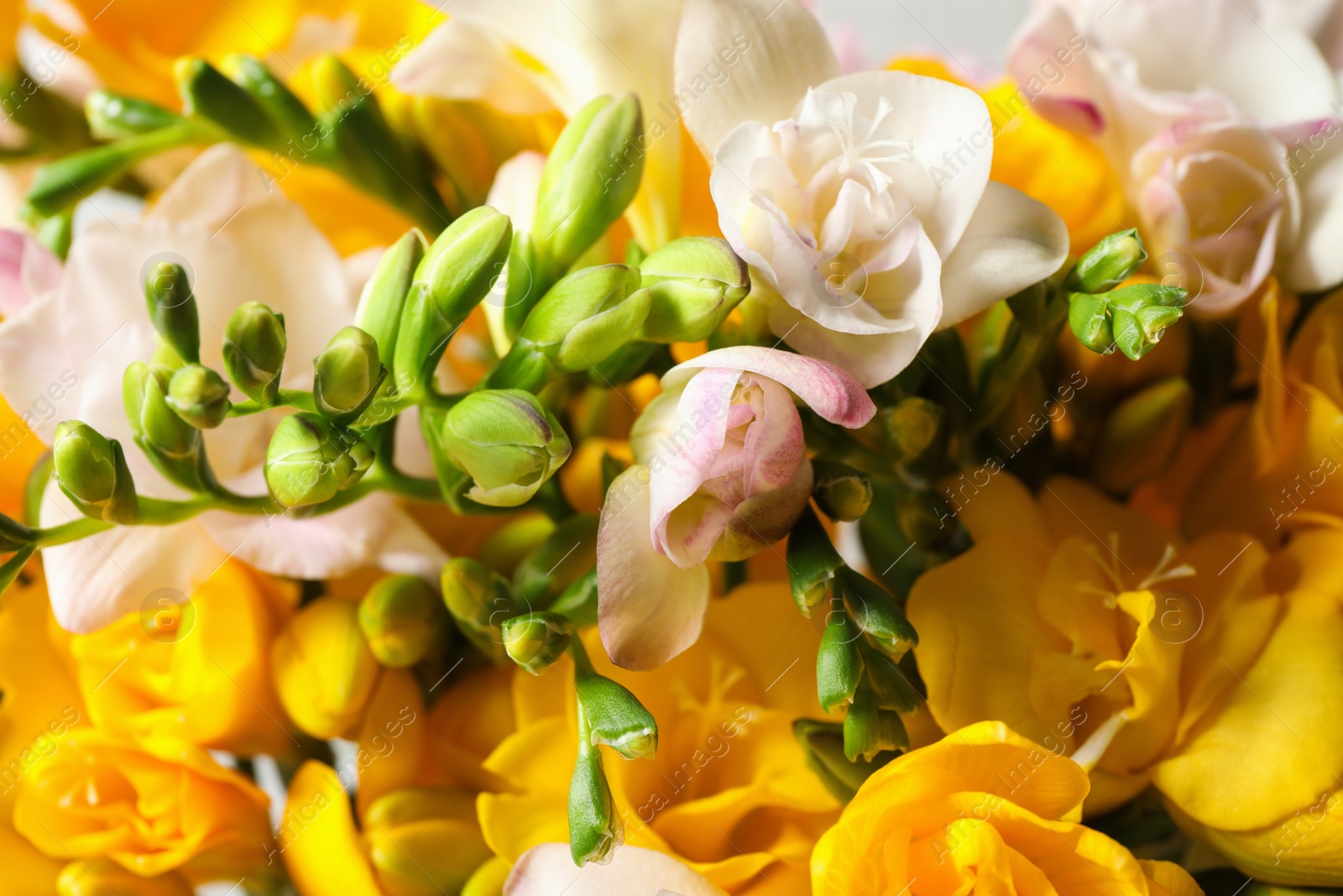 Photo of Beautiful colorful freesia bouquet as background, closeup