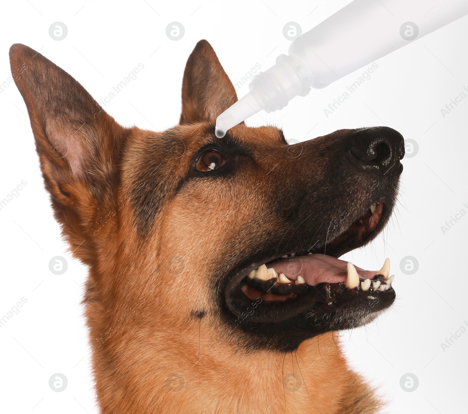 Image of Giving medical drops to cute dog on white background