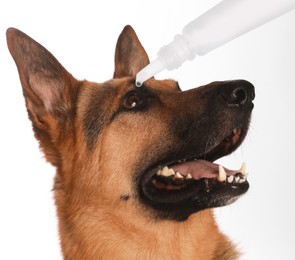 Image of Giving medical drops to cute dog on white background