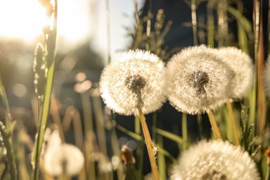 Photo of Beautiful fluffy dandelions outdoors on sunny day, closeup
