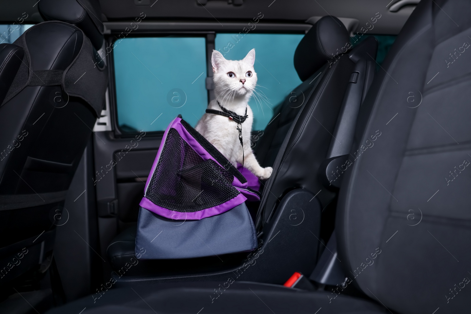 Photo of Cute white British Shorthair cat inside pet carrier in car