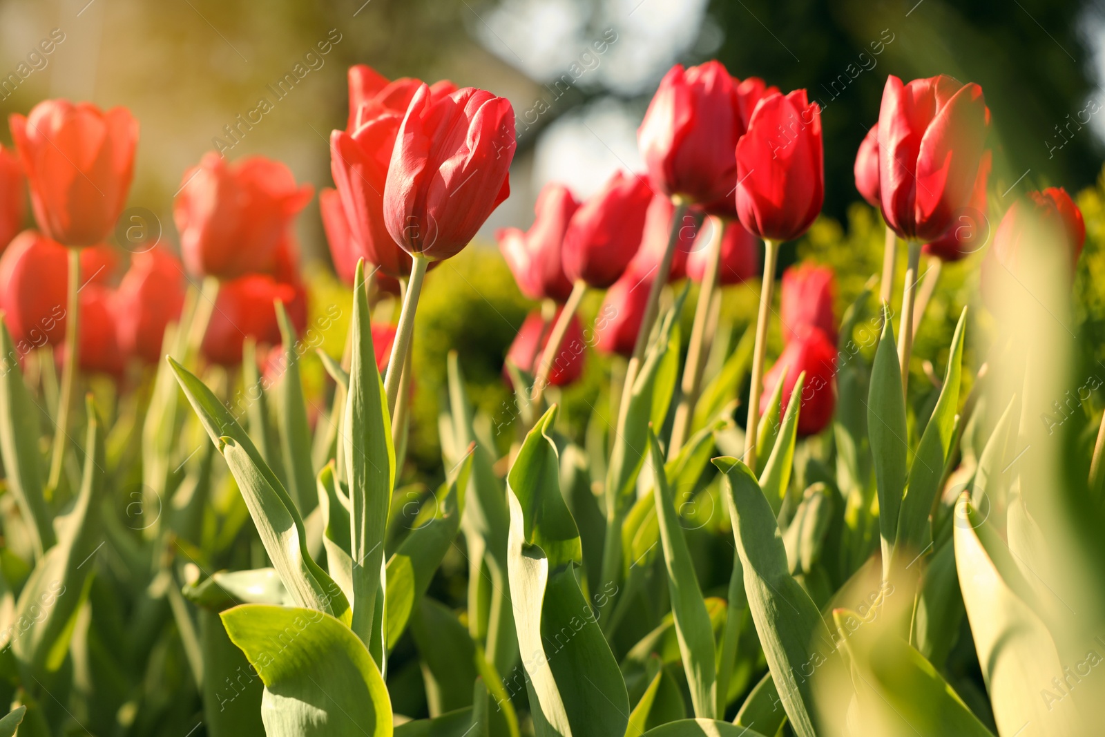 Photo of Beautiful red tulips growing outdoors on sunny day