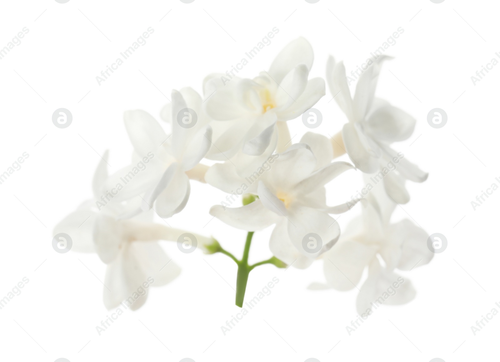 Photo of Beautiful fresh lilac blossom isolated on white