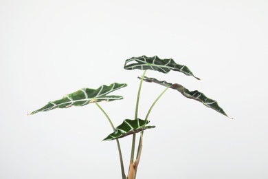 Beautiful Alocasia home plant on grey background