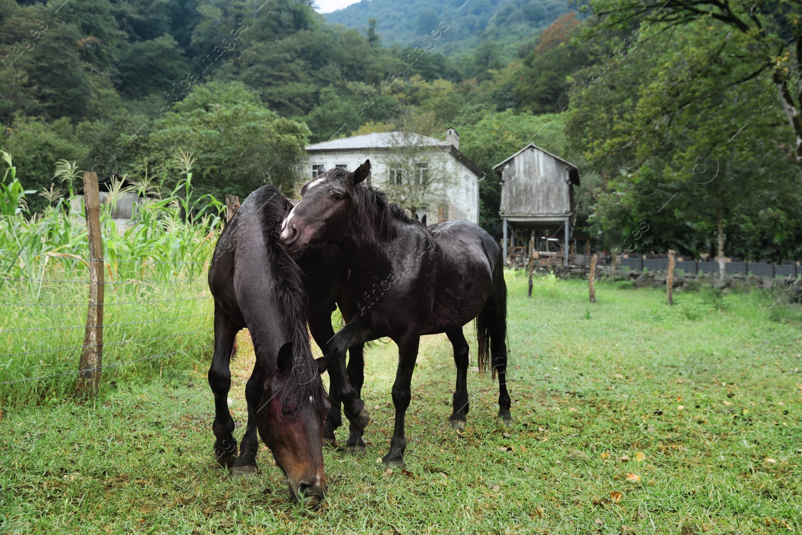 Photo of Two beautiful black horses grazing near corn field outdoors