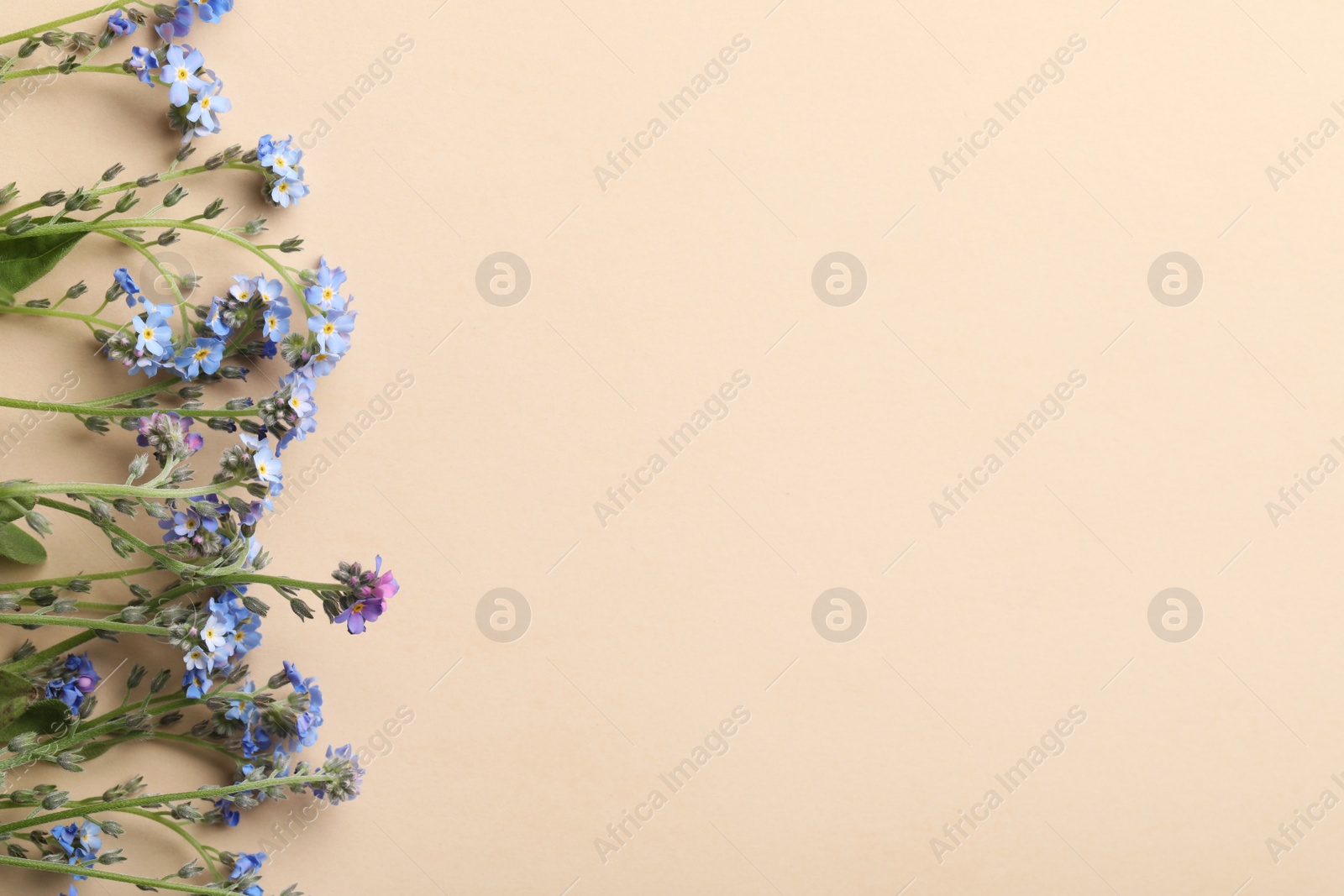 Photo of Beautiful Forget-me-not flowers on beige background, flat lay. Space for text