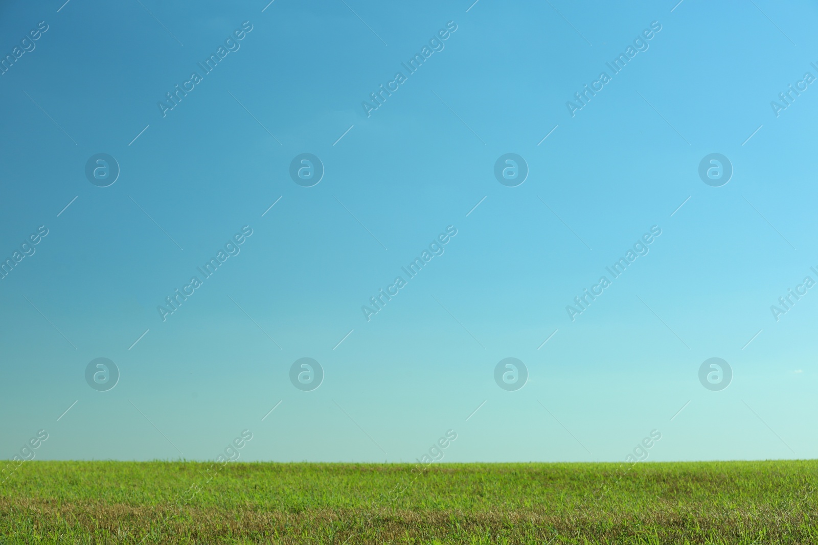 Photo of Beautiful landscape with green grass on sunny day