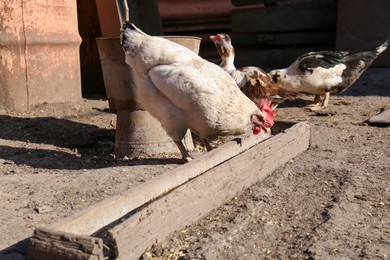 Photo of Many beautiful hens feeding in yard. Domestic animals
