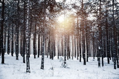 Image of Beautiful forest covered with snow on sunny day