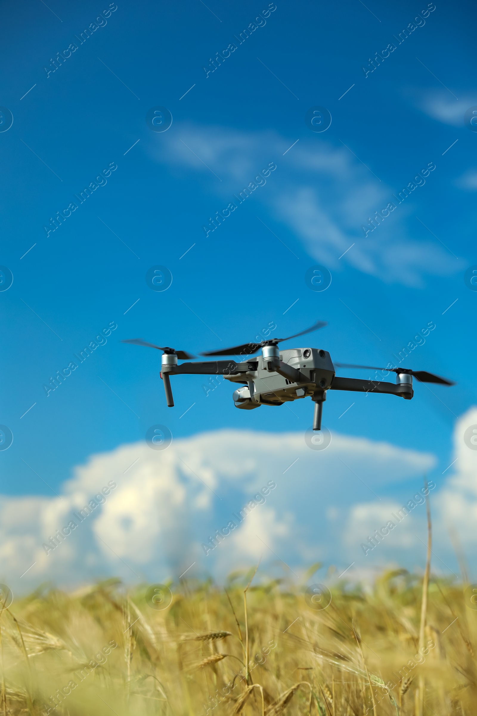 Photo of Modern drone flying over wheat grain field on sunny day. Agriculture industry