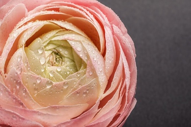 Photo of Beautiful ranunculus flower, closeup