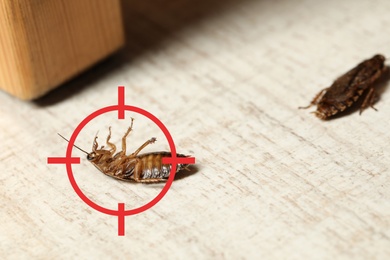 Image of Dead cockroach with red target symbol on floor. Pest control