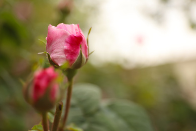Photo of Beautiful pink rose bud outdoors, closeup. Space for text