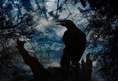 Black crow sitting on old tree in misty forest. Fantasy world