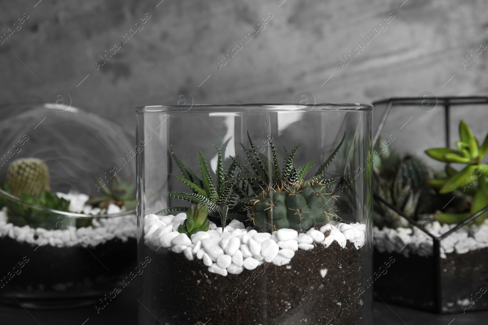 Photo of Glass florariums with different succulents against grey background, closeup