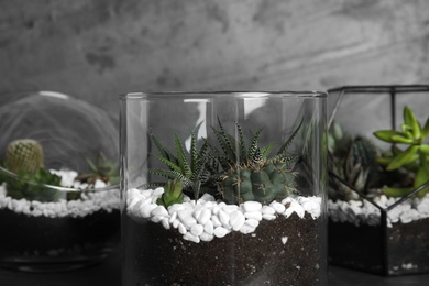 Glass florariums with different succulents against grey background, closeup