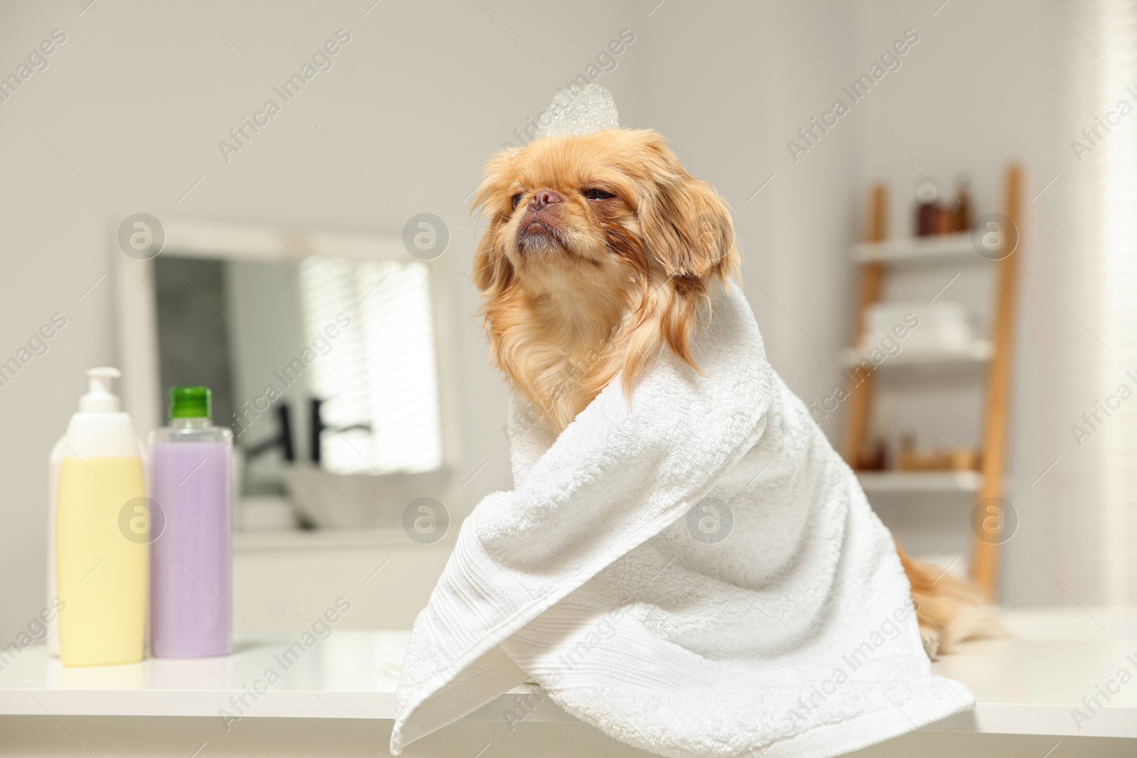 Photo of Cute Pekingese dog with towel and shampoo bubbles on head in bathroom. Pet hygiene