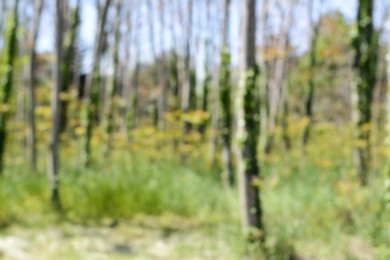 Park with trees on sunny day, blurred view. Bokeh effect