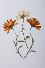 Wild pressed dried flowers on white background. Beautiful herbarium