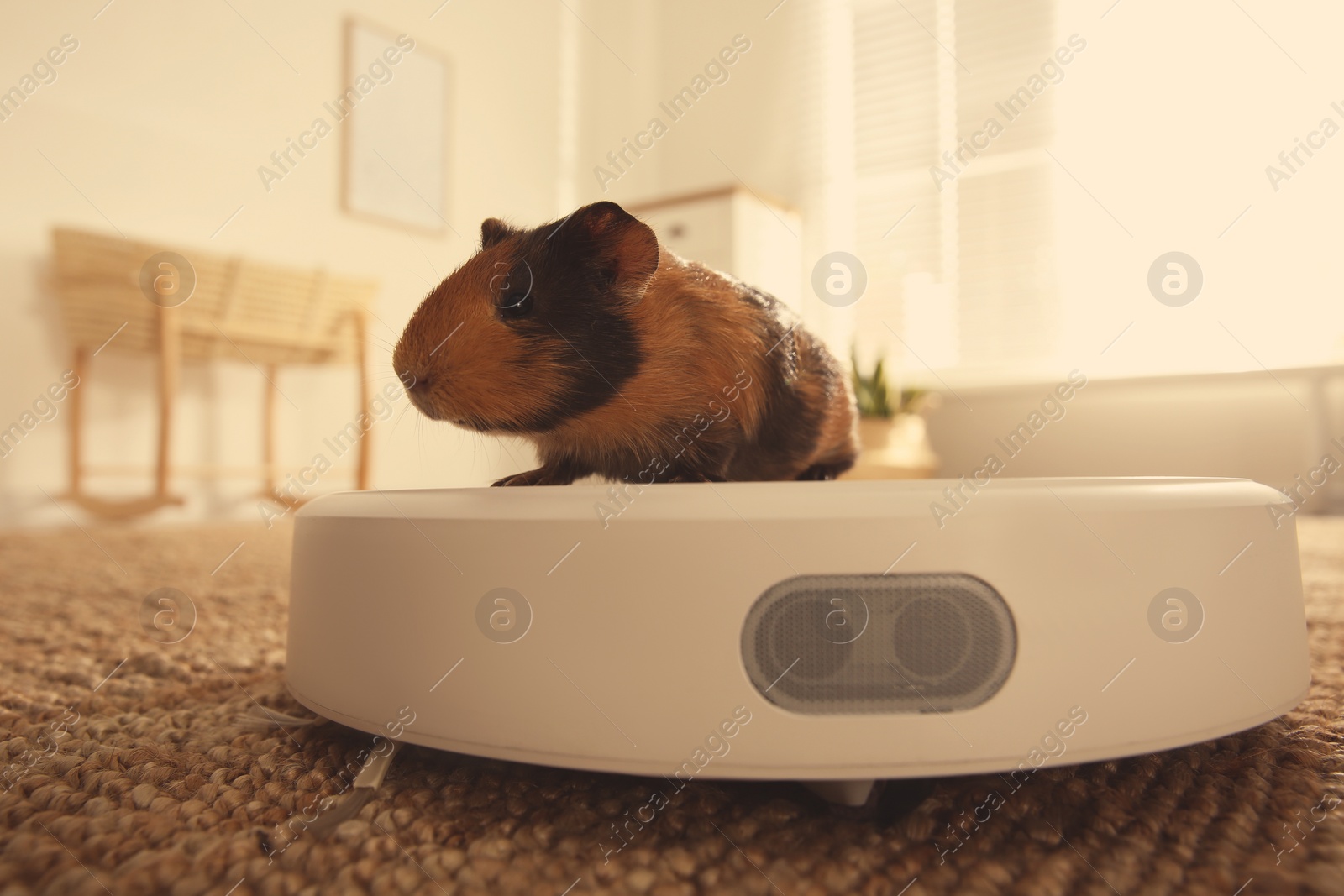 Photo of Modern robotic vacuum cleaner and guinea pig on floor at home