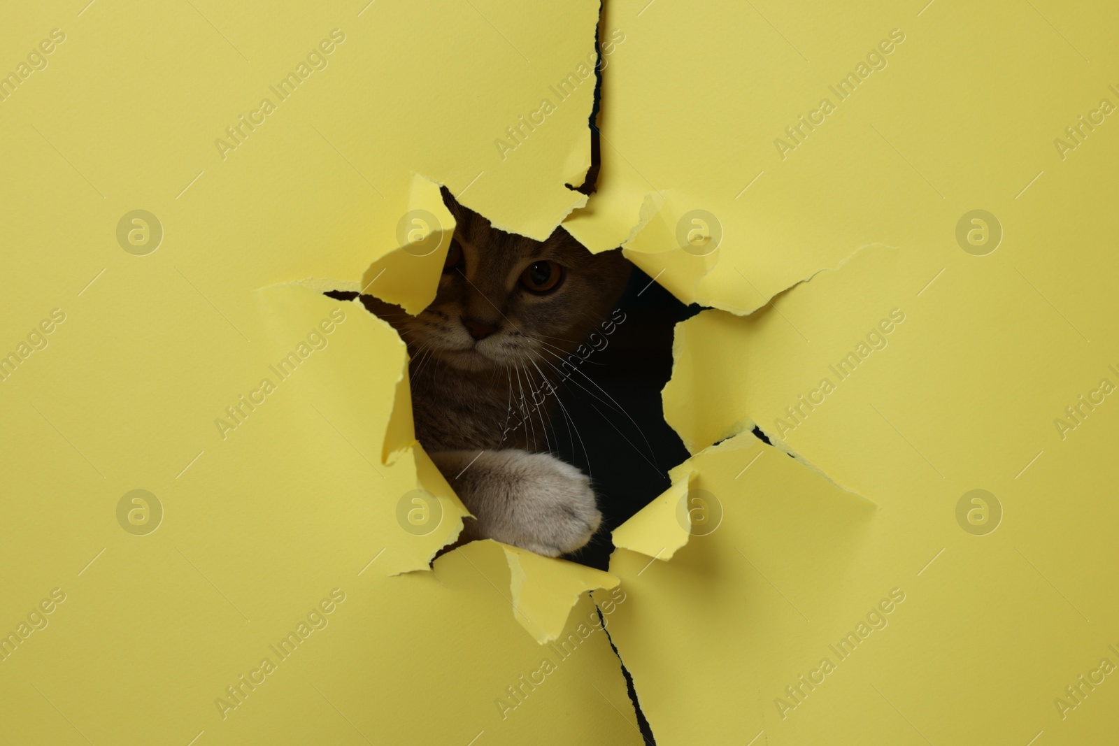 Photo of Cute cat looking through hole in yellow paper