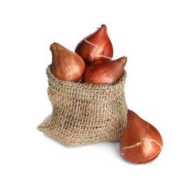 Photo of Tulip bulbs in sack on white background