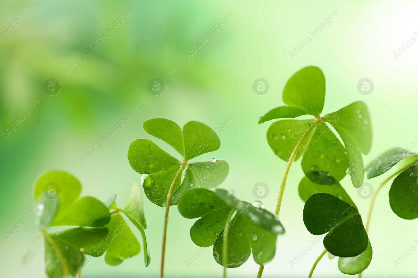 Photo of Clover leaves with water drops on blurred background, closeup. St. Patrick's Day symbol
