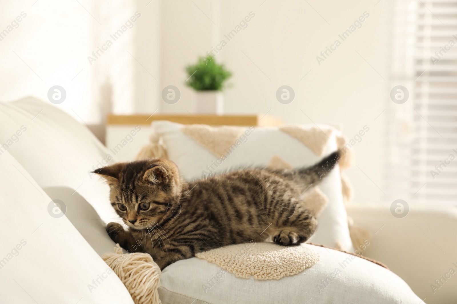 Photo of Cute tabby kitten on sofa indoors. Baby animal