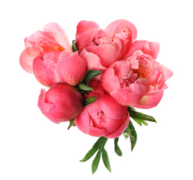 Beautiful pink peony bouquet isolated on white