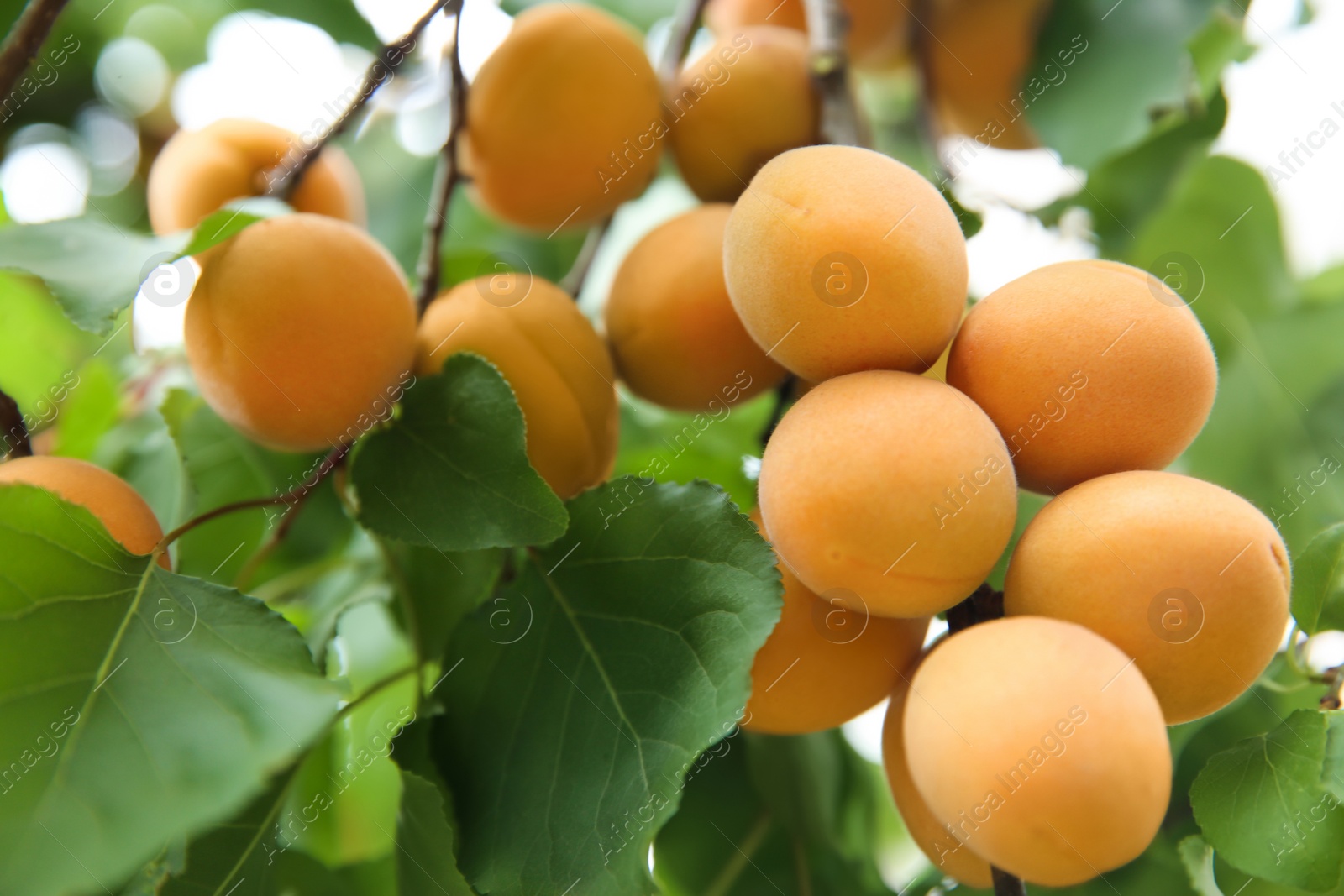 Photo of Delicious ripe apricots on tree outdoors, closeup