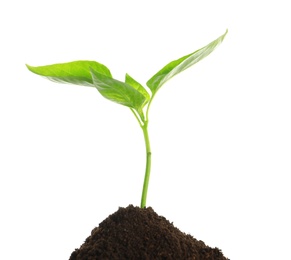 Young plant and pile of fertile soil on white background. Gardening time